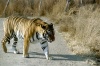 01-10-18_Harbin_Wildpark_Tiger_nah_von_Seite.JPG